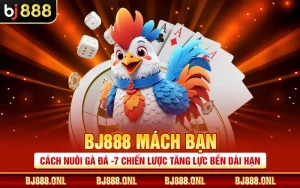BJ888 Mách Bạn Cách Nuôi Gà Đá -7 Chiến Lược Tăng Lực Bền Dài Hạn