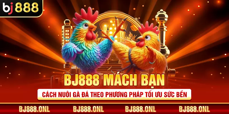 BJ888 mách bạn cách nuôi gà đá theo phương pháp tối ưu sức bền