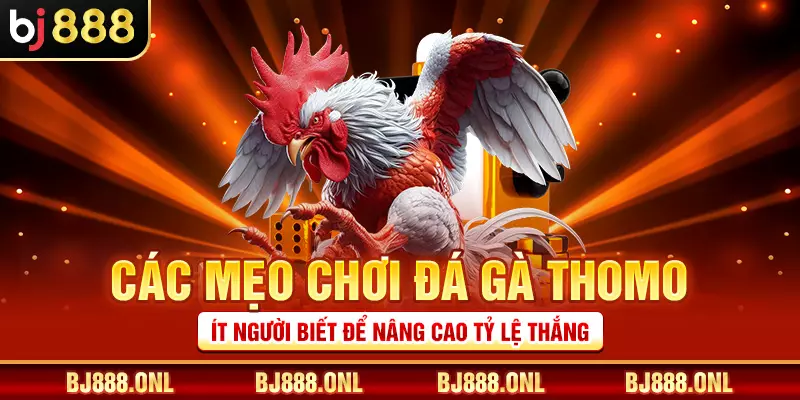 Các mẹo chơi đá gà Thomo ít người biết để nâng cao tỷ lệ thắng