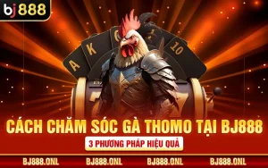 Cách Chăm Sóc Gà Thomo Tại BJ888 - 3 Phương Pháp Hiệu Quả