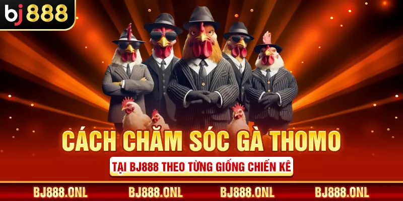 Cách chăm sóc gà Thomo tại BJ888 theo từng giống chiến kê