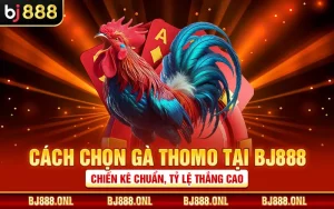 Cách Chọn Gà Thomo Tại BJ888 - Chiến Kê Chuẩn, Tỷ Lệ Thắng Cao