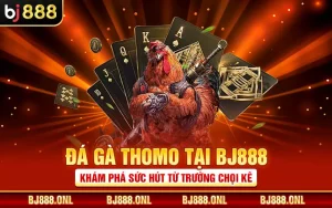 Đá Gà Thomo Tại BJ888 - Khám Phá Sức Hút Từ Trường Chọi Kê