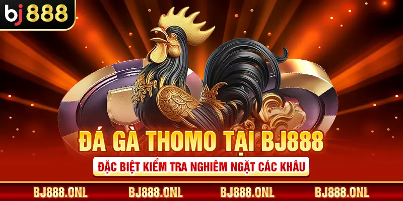 Đá gà Thomo tại BJ888 đặc biệt kiểm tra nghiêm ngặt các khâu