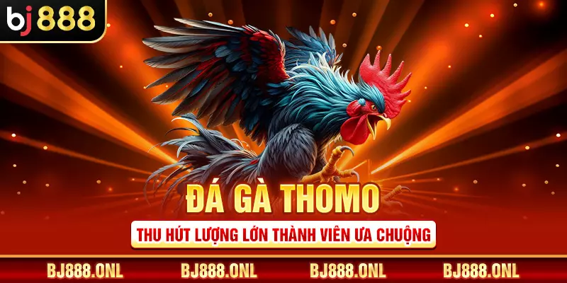 Đá gà Thomo thu hút lượng lớn thành viên ưa chuộng
