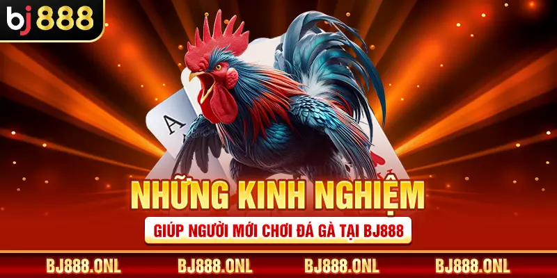 Những kinh nghiệm giúp người mới chơi đá gà tại BJ888
