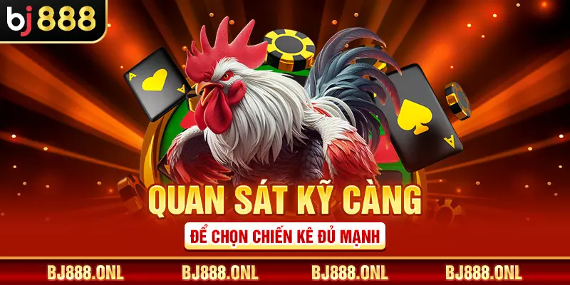 Quan sát kỹ càng để chọn chiến kê đủ mạnh