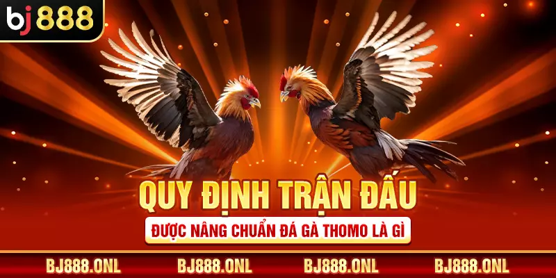 Quy định trận đấu được nâng chuẩn đá gà Thomo là gì