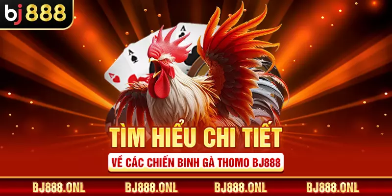 Tìm hiểu chi tiết về các chiến binh gà Thomo BJ888