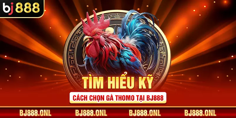 Tìm hiểu kỹ cách chọn gà Thomo tại BJ888
