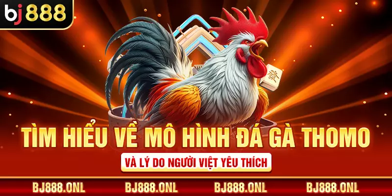 Tìm hiểu về mô hình đá gà Thomo và lý do người Việt yêu thích